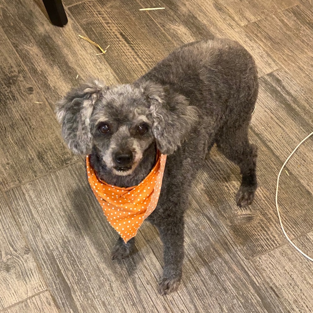 Meet your Posher, Erin